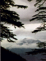 A view of a mountain peak between evergreens